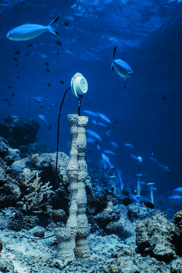 coral-sonic-resilience